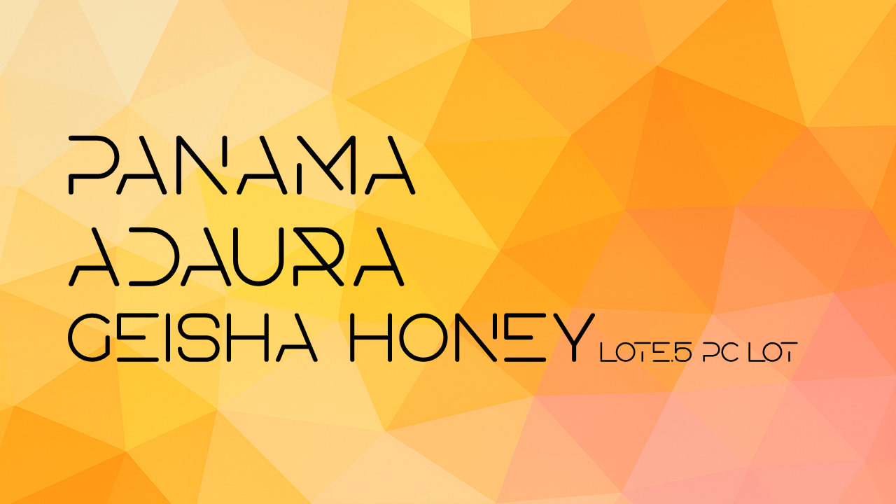 【予約注文】Panama Adaura Geisha Honey Lote.5 PC lot
