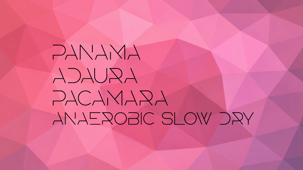 Panama Adaura Pacamara Anaerobic Slow Dry